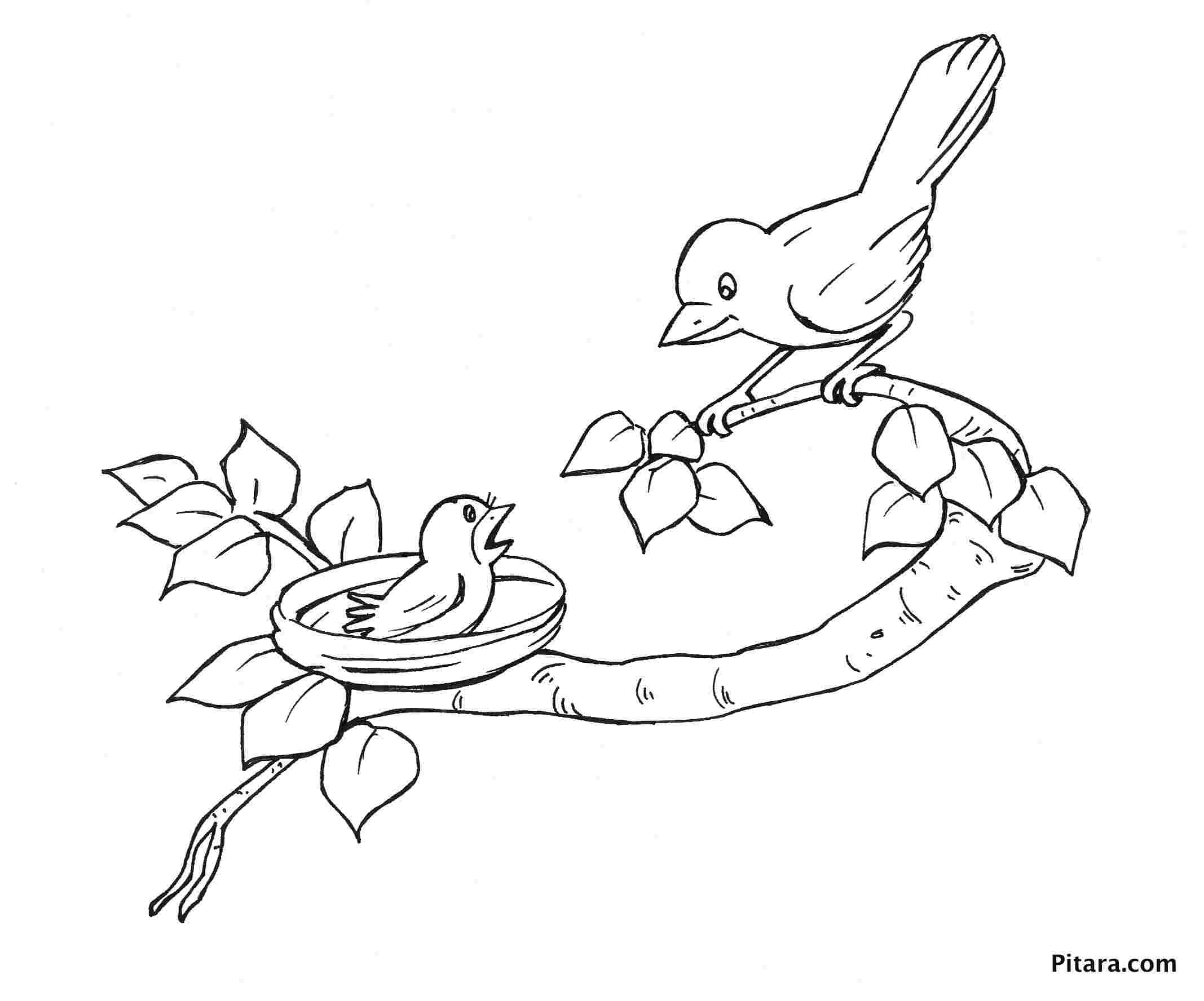 263 Simple Little Bird Coloring Pages for Kindergarten