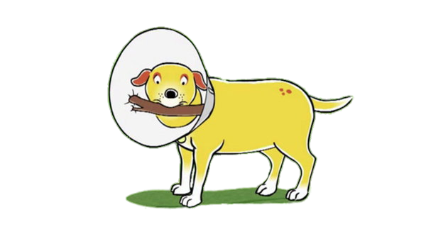 Martha wearing pet cone