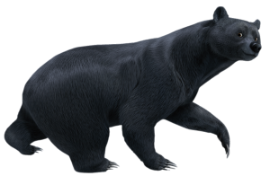 Brave Queen Elinor Bear Form