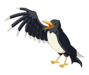 Lassie Pica the Magpie